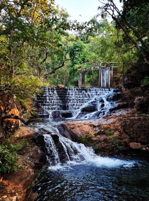 bee fall real photos